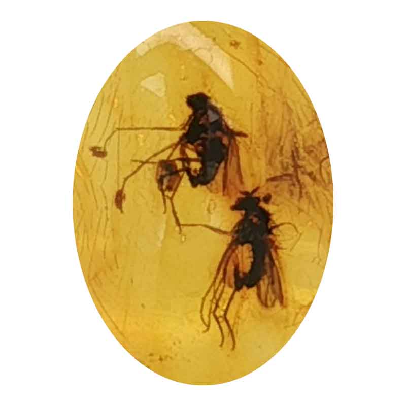 Insects in the amber from Sally Thornton Blog